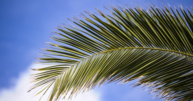 Palm Sunday Worship Celebration