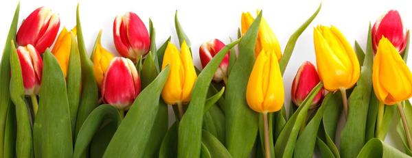 Easter Flower Fund Donations