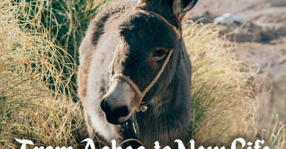 Palm Sunday - March 29, 2026