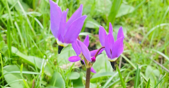 What's Blooming at St. Peter's