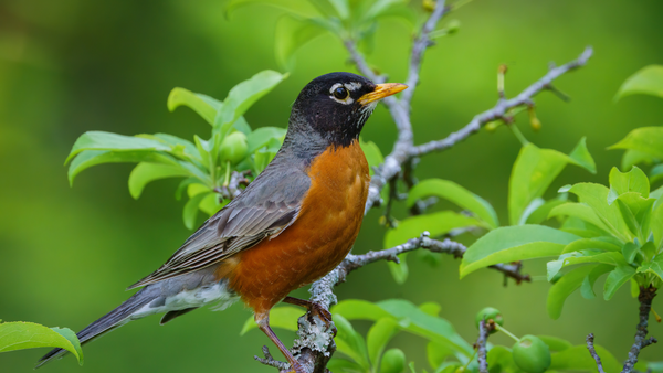 Resurrection Reminder