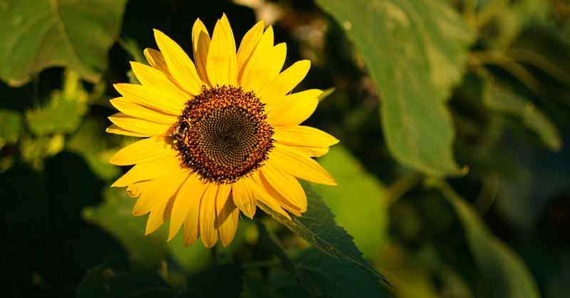 The Wonders of Sacred Geometry