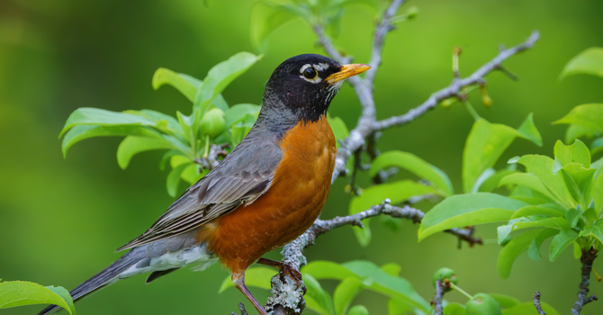 Resurrection Reminder image