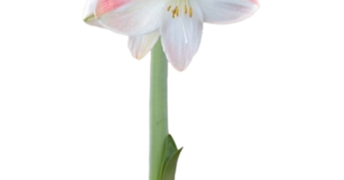 Worship Service-March 22, 2026