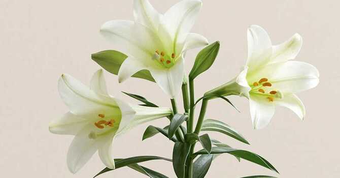 Easter Lilies