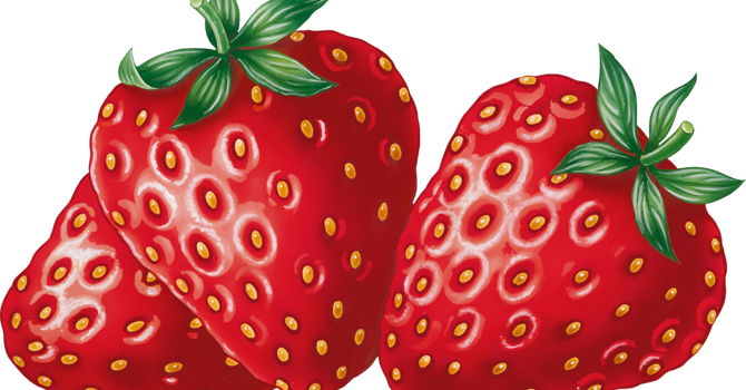 Strawberry Picking at Clinton Sease Farm