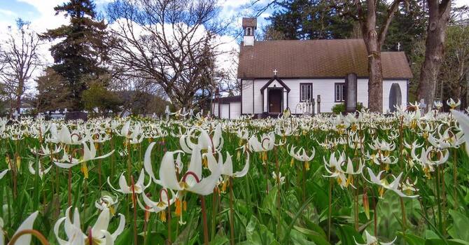 Consider the Lilies Tea