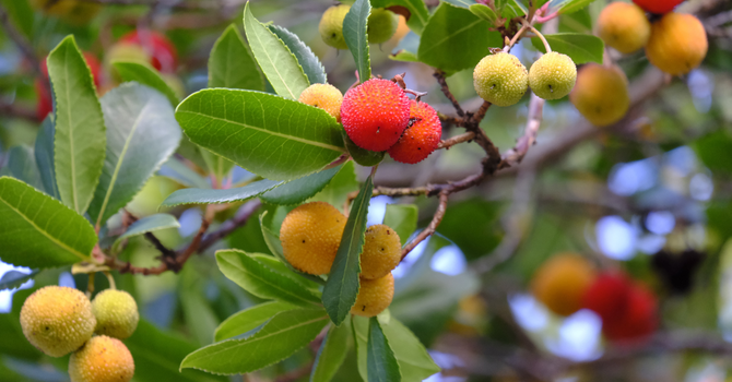 Tiempo Familiar Semana 13 - 2026