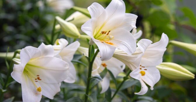 Purchase Easter Lilies for Easter Sunday