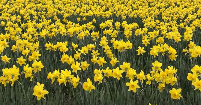 Holy Week & Easter  image