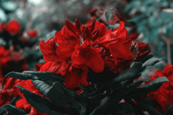 A Poem for Holy Week 