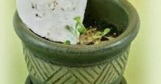 Misplaced Urgency (Palm Sunday)