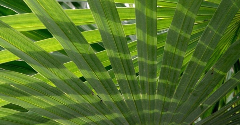 Assembling the Palm Bouquets
