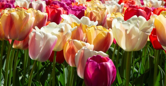 April 2026 Messenger image