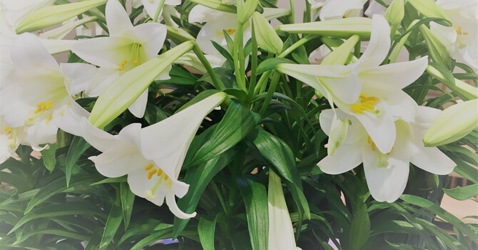 King's Light Newsletter  image