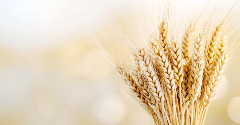 The Triumphal Entry of Christ    John 12:12–26