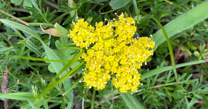 What's Blooming at St. Peter's - March 31, 2026