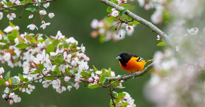 Changing Seasons: Spring's Invitation