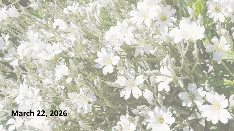 Sermon: An Early Easter