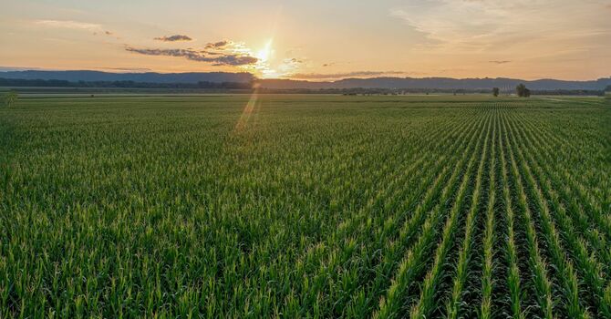 Steady Hands, Straight Rows image