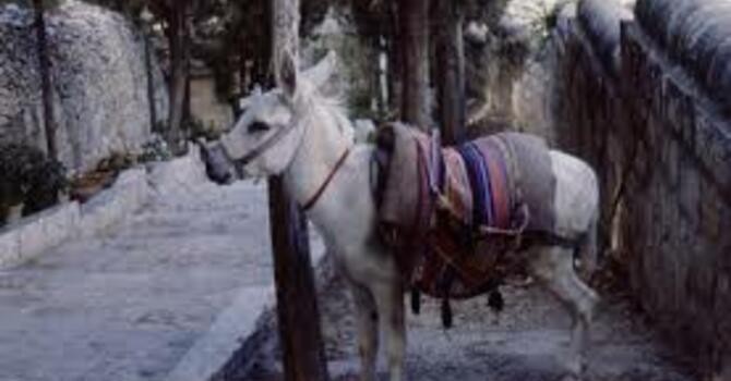 The Unexpected King image