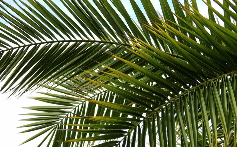 Palm Sunday 2026