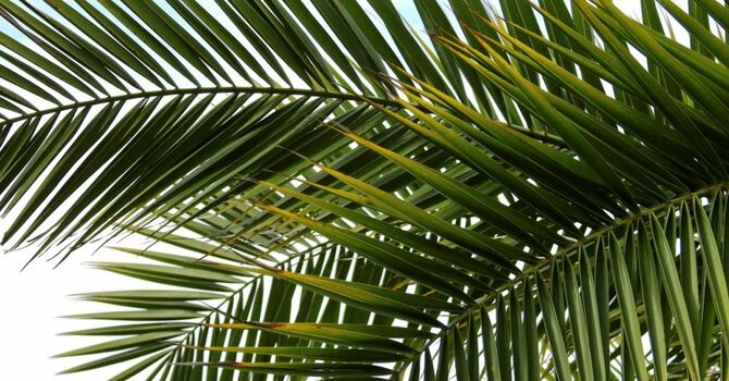Palm Sunday 2026