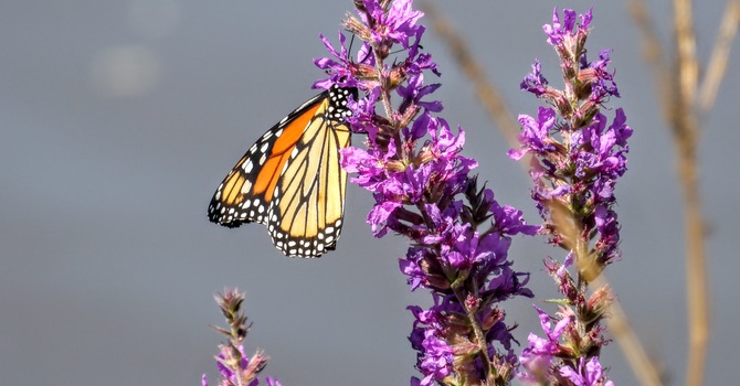 Trunk Sale Open to the Public.