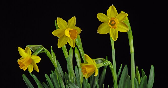 Easter Sunday Service