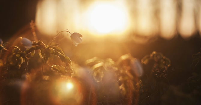 Rev. Karen's Reflection for Easter Sunday