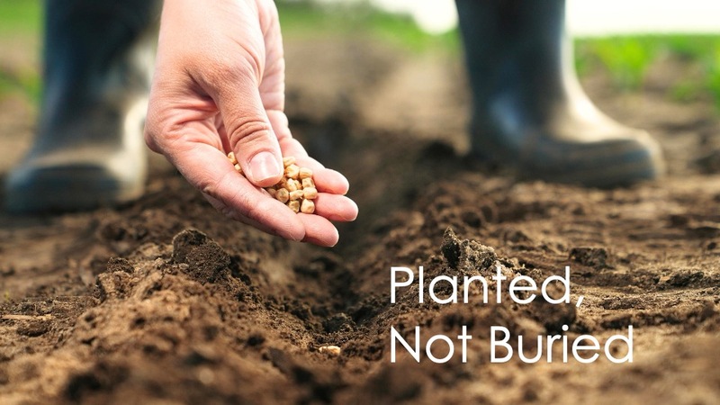 Planted not Buried: Easter 2026