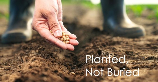 Planted not Buried: Easter 2026