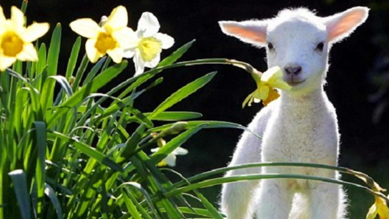 I Have Seen the Lord! 