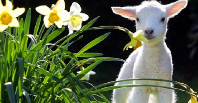 I Have Seen the Lord! 