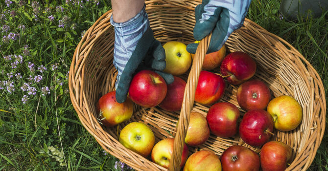 Family Apple Picking