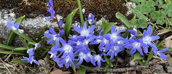 Mark the Dates for Cemetery Cleanup Mornings