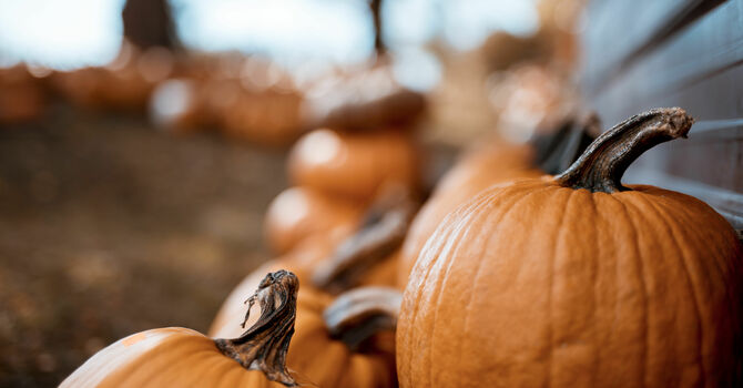 Thanksgiving Holidays