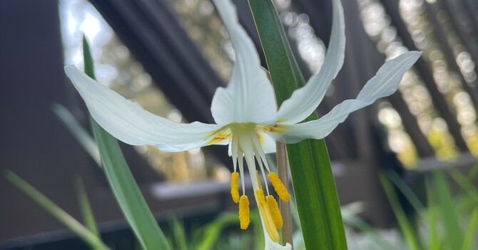 What's Blooming at St. Peter's - week of April 10, 2026