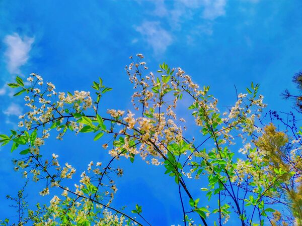 "[I THANK YOU GOD FOR MOST THIS AMAZING],"