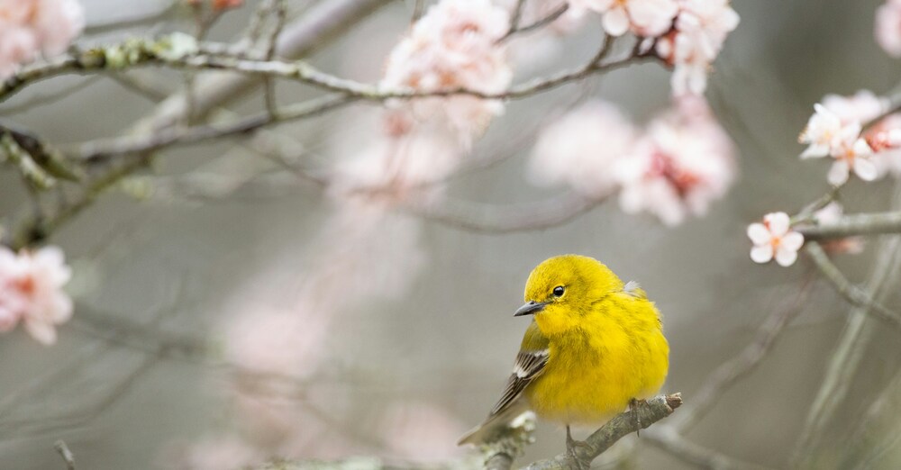 Second Sunday of Easter