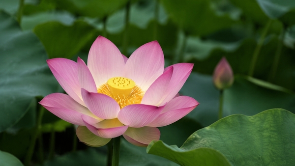 Upcoming Breaks and Returns in Our Programs