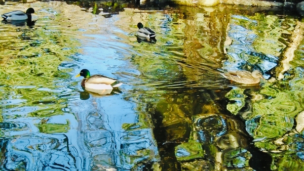 While the World Turns Its Eyes Back to the Moon…