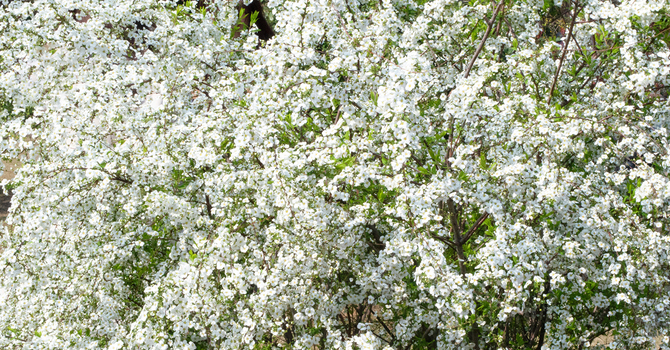 Abundant life in Christ: The fruits of the Spirit image