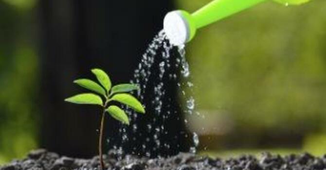 Community Garden Volunteers Needed image