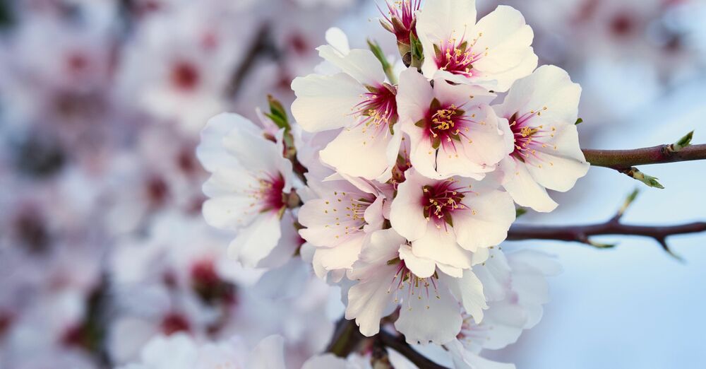 Third Sunday of Easter