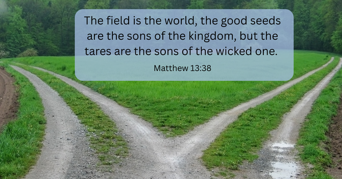 The Battle of Seeds! (Wheat vs. Tares)