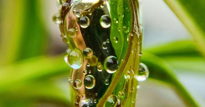 Worship: "Goo & Plenty"