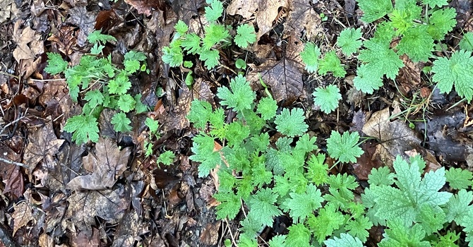 Springtime's Sights, Sounds and Smells image