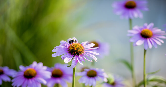 Resurrection Scene in Creation!