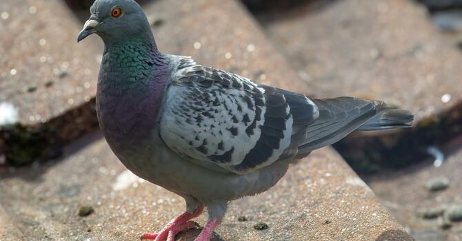 Let there be peace on earth and let it begin with pigeons image